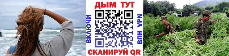 Бошки Шишки семена  закладка  Череповец 